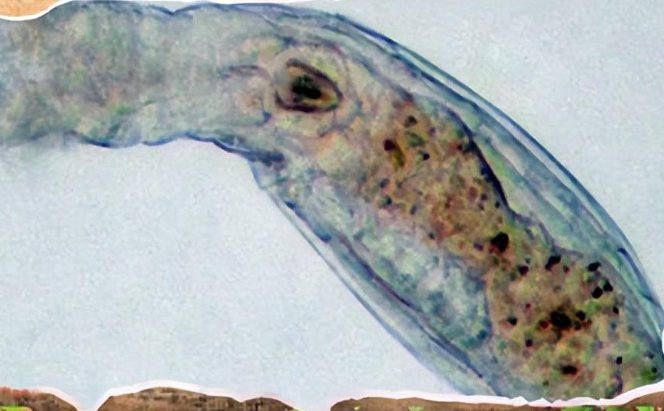 哪些生物是永远不死的