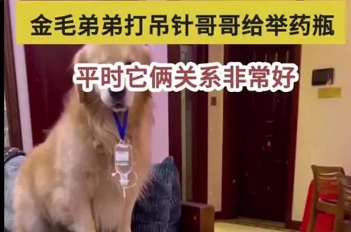 宜昌一金毛弟弟打吊针哥哥帮举药瓶，金毛的性格是怎样的？