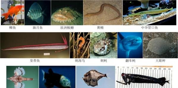 【动物分类志】辐鳍鱼纲 · 概述