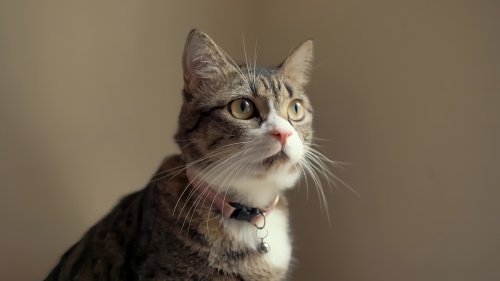 猫会说话是怎么回事