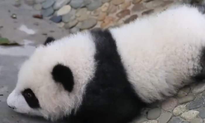大熊猫宝宝和饲养员吵架全过程,他们是因为什么吵架的