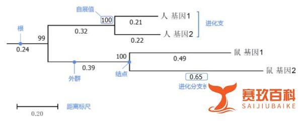 进化树（个人笔记）