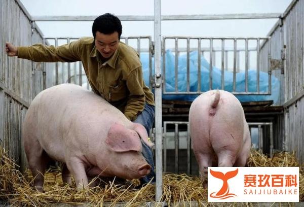 11月16日，国家发改委释放两大重要信号！事关所有养猪人