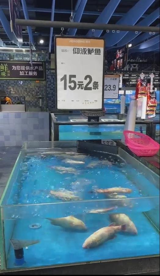 广东一超市卖“仰泳鲈鱼”2条15元，“仰泳鲈鱼”真的能吃吗？