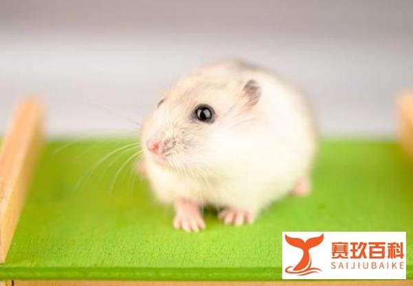 火化一只仓鼠收费700元 宠物殡葬有多火爆？