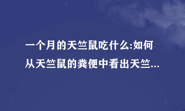 一个月的天竺鼠吃什么:如何从天竺鼠的粪便中看出天竺鼠是否健？
