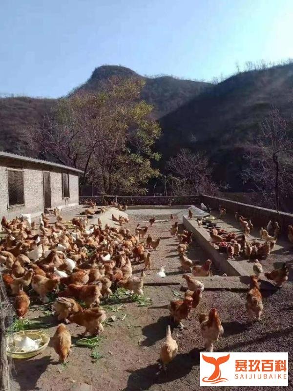 北京油鸡“中华宫廷黄鸡”——探访河北龙畅农业科技有限公司