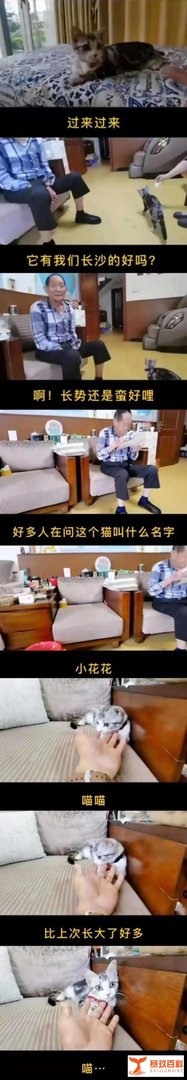 袁爷爷走了，他的猫袁花花还没长大！