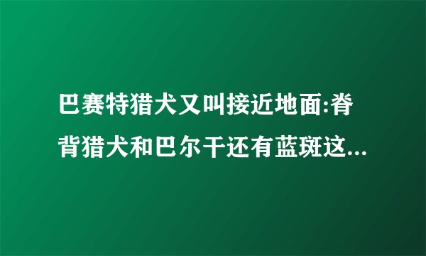 巴赛特猎犬又叫接近地面:脊背猎犬和巴尔干还有蓝斑这几种外国猎犬哪种嗅觉和猎性好点？