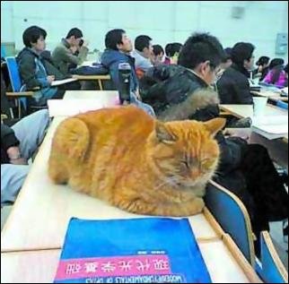 蹭课猫的北大蹭课猫