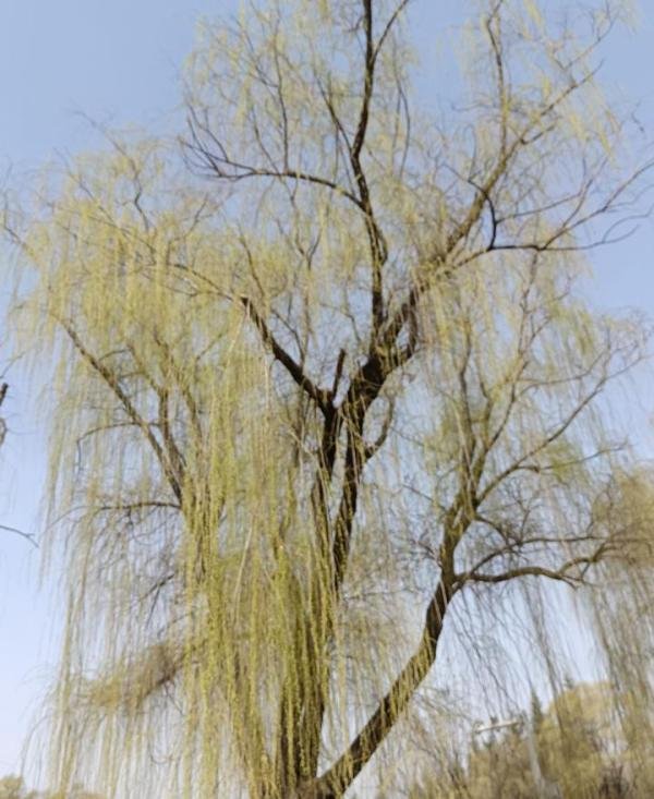 《春分》