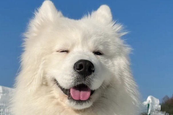 一言兴邦的生肖有哪些