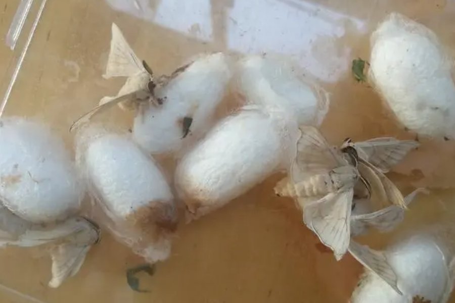蚕结茧后多久破茧成蝶