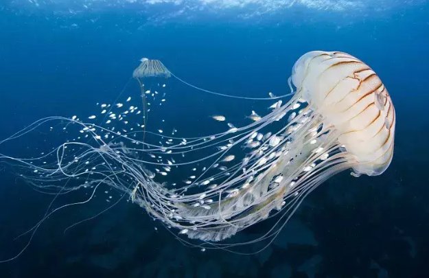 哪些生物是永远不死的