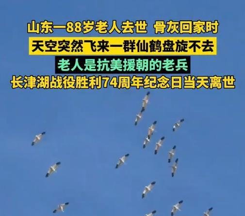 山东一88岁老人去世，骨灰回家时，天空突然飞来一群仙鹤盘旋不去