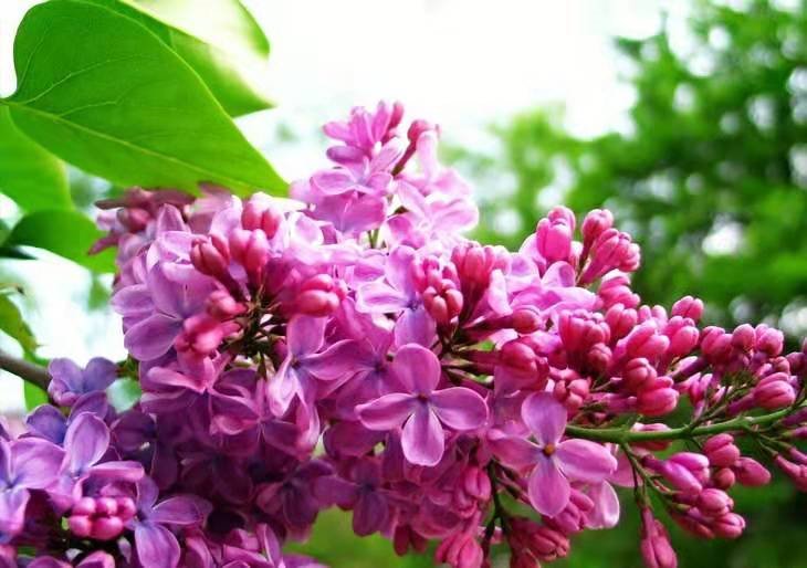 黑龙江省有几种市花?