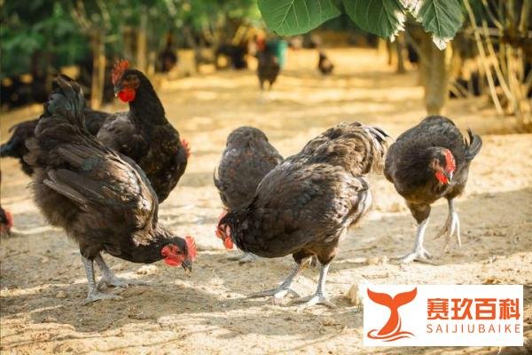 高端土鸡饲养标准——萨索