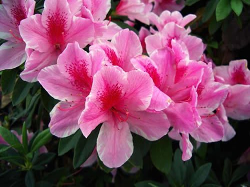 黑龙江省有几种市花?