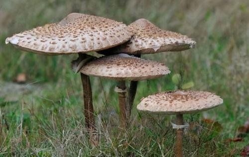 昆明一办公室内长出巨大蘑菇,这种蘑菇可以食用吗?