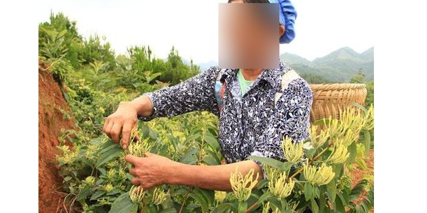 金银花晒干需要烝熟晒还是直接晒
