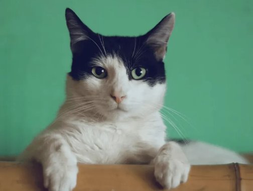 男子吹口哨，附近流浪猫秒集结，这究竟是怎么回事呢？