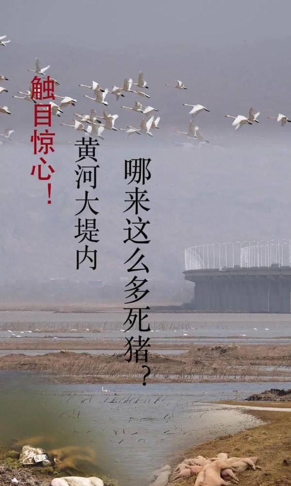 触目惊心!黄河大堤内哪来这么多死猪?