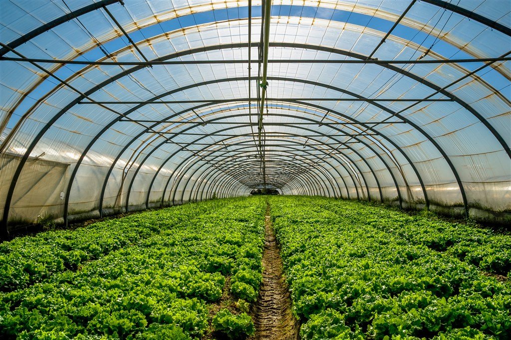 蔬菜比肉贵!10月全国蔬菜价格环比上涨16%,是什么原因造成的?