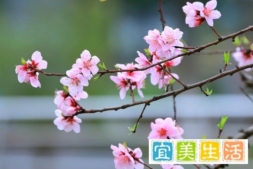 “桃之夭夭 灼灼其华”什么意思