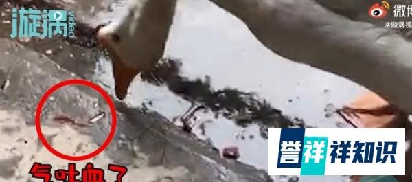 大白鹅听主人说要杀它被气吐血 这是咋情况?