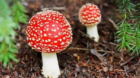 昆明一办公室内长出巨大蘑菇,这种蘑菇可以食用吗?