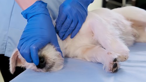 犬瘟热能治好的几率多少