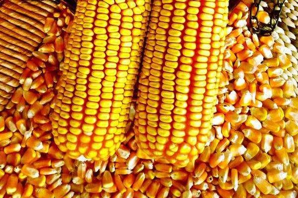 玉米价格每吨涨千元，玉米价格大幅度上涨的原因是什么？