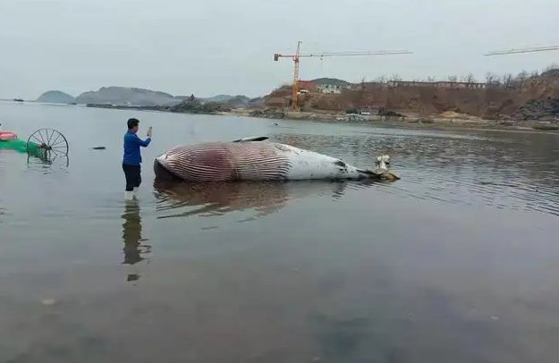 大连海滩上发现一条9米长鲸鱼，鲸鱼被搁浅会有哪些后果？