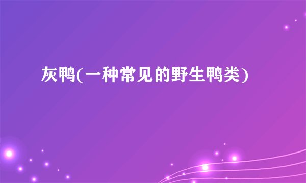 灰鸭(一种常见的野生鸭类)