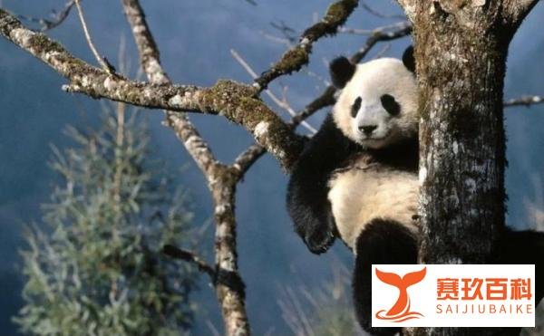 政事堂：旅美大熊猫丫丫瘦成皮包骨，在美国的它究竟经历了什么？