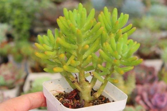 八千代 - 植物大全 - 盆栽百科网