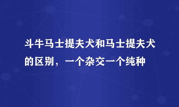 斗牛马士提夫犬和马士提夫犬的区别，一个杂交一个纯种