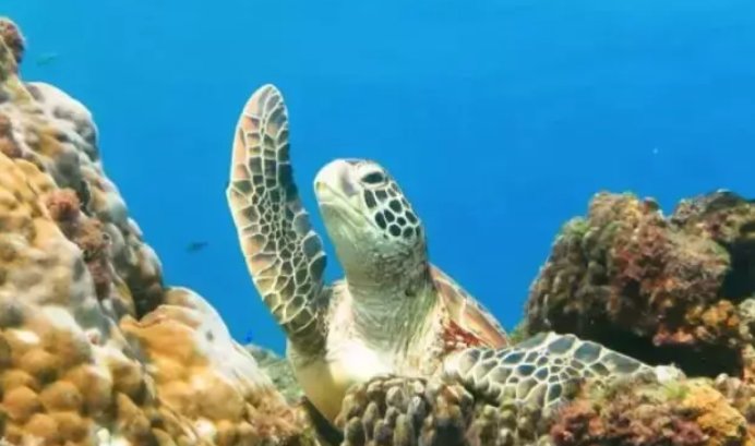 哪些生物是永远不死的
