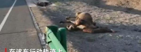 2只骆驼可抵1辆车！于月仙车祸现场曝光：车被损毁，骆驼死在路边