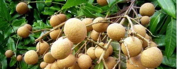 桂圆又名叫什么？英文名叫什么