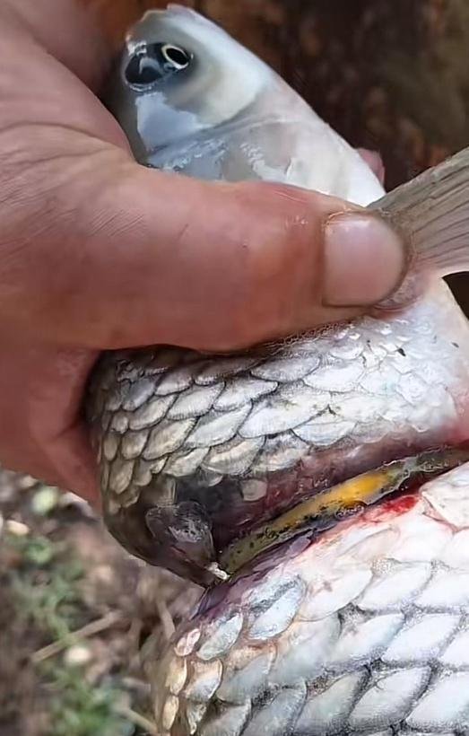 自带赎金？河南一鱼塘发现一条草鱼疑似卡着金镯子，勒得变形出血