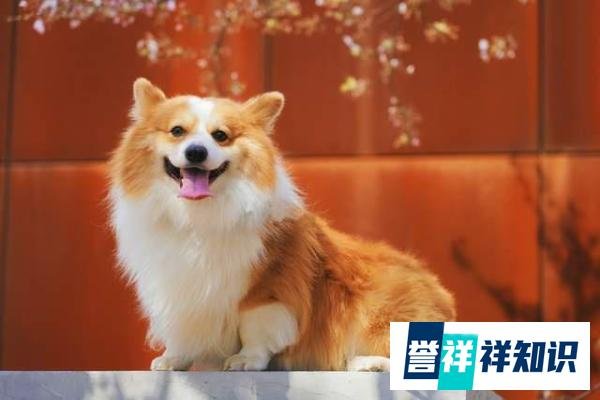 男人消费力首次超过狗了？这到底该不该高兴？