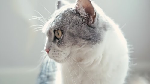 猫会说话是怎么回事