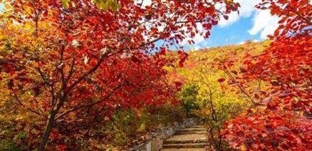这个季节的香山最美啦 去景区需要注意哪些事项呢？