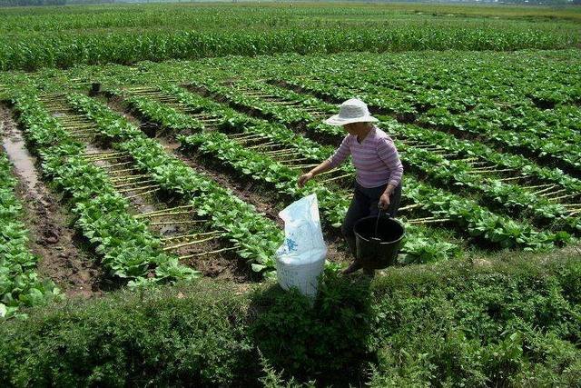 蔬菜比肉贵!10月全国蔬菜价格环比上涨16%,是什么原因造成的?