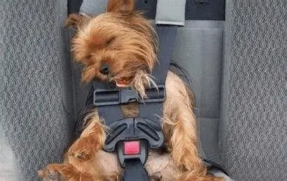 狗子被关车内，踩油门将车开走追尾前车！保险公司会赔偿吗？
