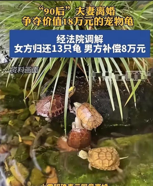 笑死!90后夫妻离婚打官司争13只乌龟归属,笑死在网友评论区!