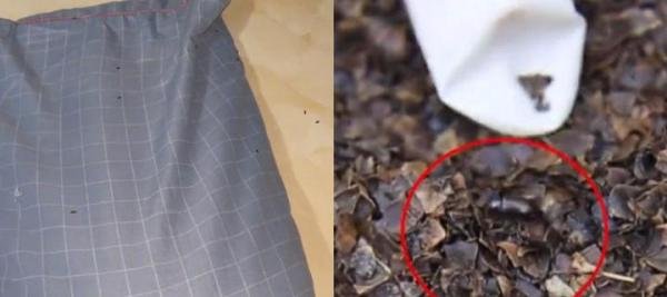 女子耳朵痛痒难耐拆开枕头全是虫子 网友：细思极恐