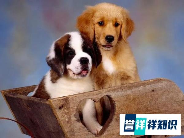 菲顿宠物：狗狗哮喘病的症状及防治方法