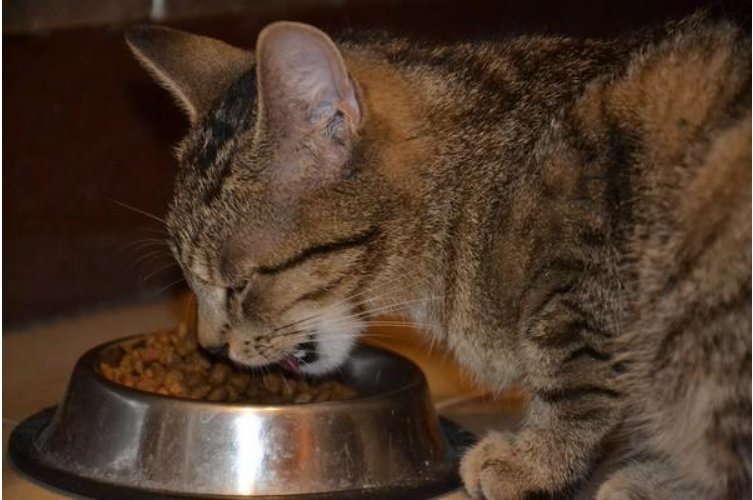 go猫粮被曝猫吃后,竟中毒甚至死亡,该如何追责?